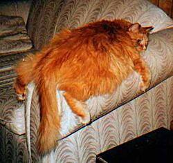 http://www.maxrev.de/files/2007/04/internet_couch_hog.jpg