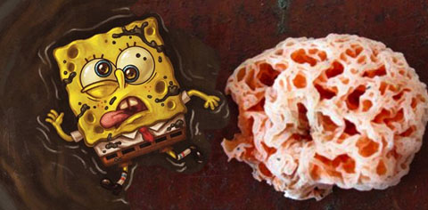 spongebobfungus.jpeg
