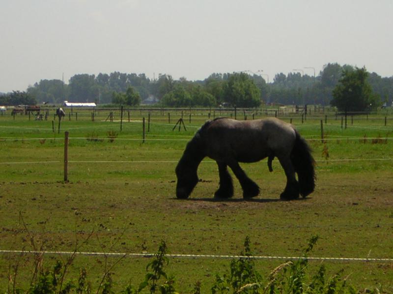 Holland 2005