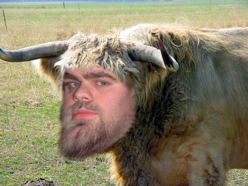 ochse5.jpg