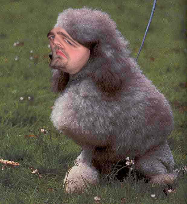 pudel Kopie.jpg