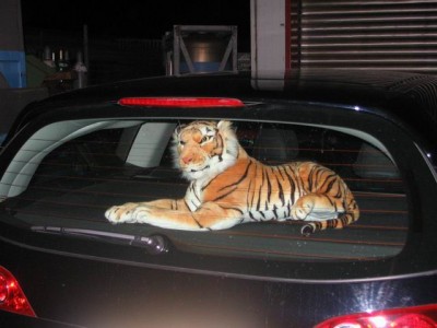 The Tige.jpg