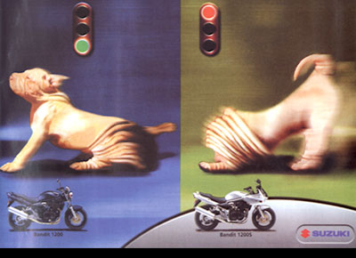 hund_suzuki.jpg