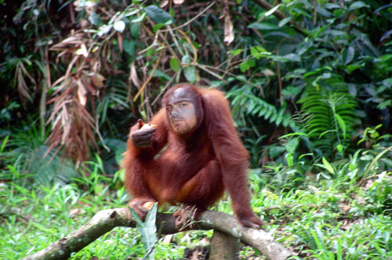 chimpknecht.jpg