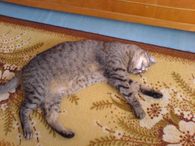 DSC00500.JPG