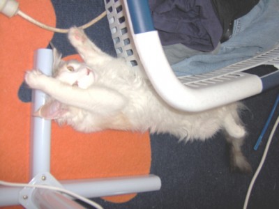 yoki1.jpg