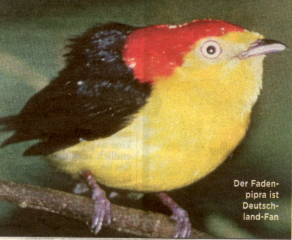 Vogel.jpg