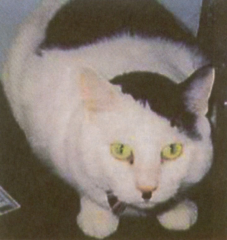 Hkatze.jpg