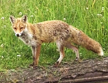 fuchs2.jpeg