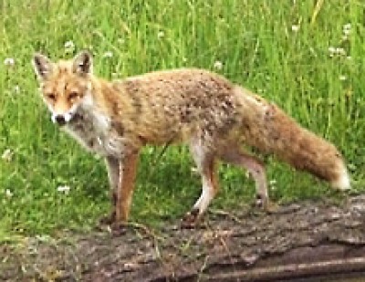 fuchs2.jpeg
