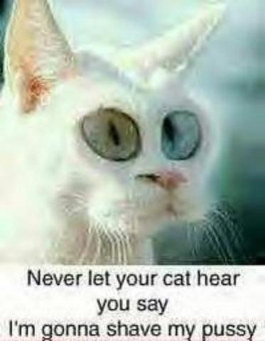 pussy-cat.jpg