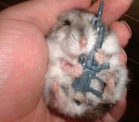 Hamster...jpg