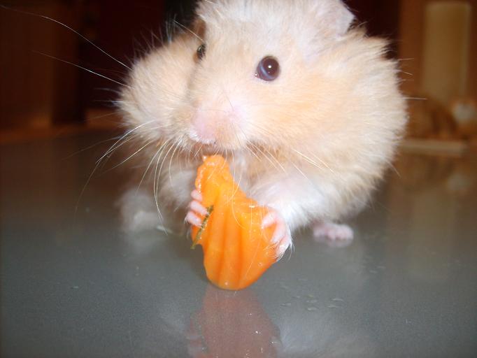 gerbil4.JPG