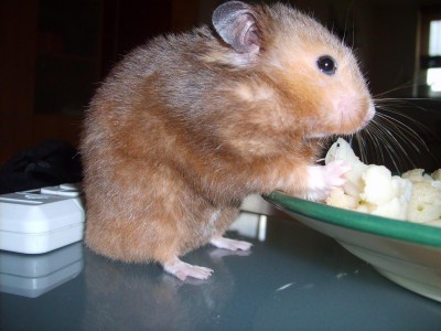 gerbil1.JPG