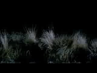 hondamentalism.wmv