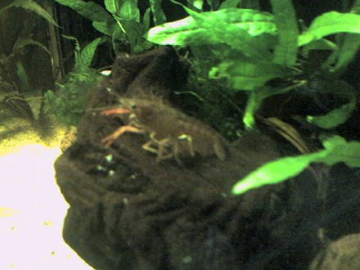 P.clarkii 1.jpg
