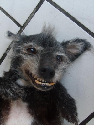 timongizmo.JPG