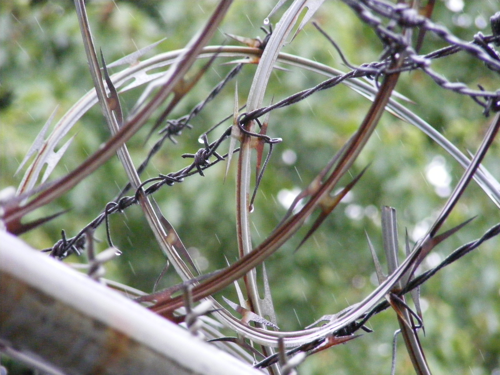 DSCF8042.jpg