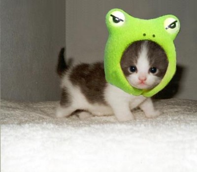 suesse katze.jpg