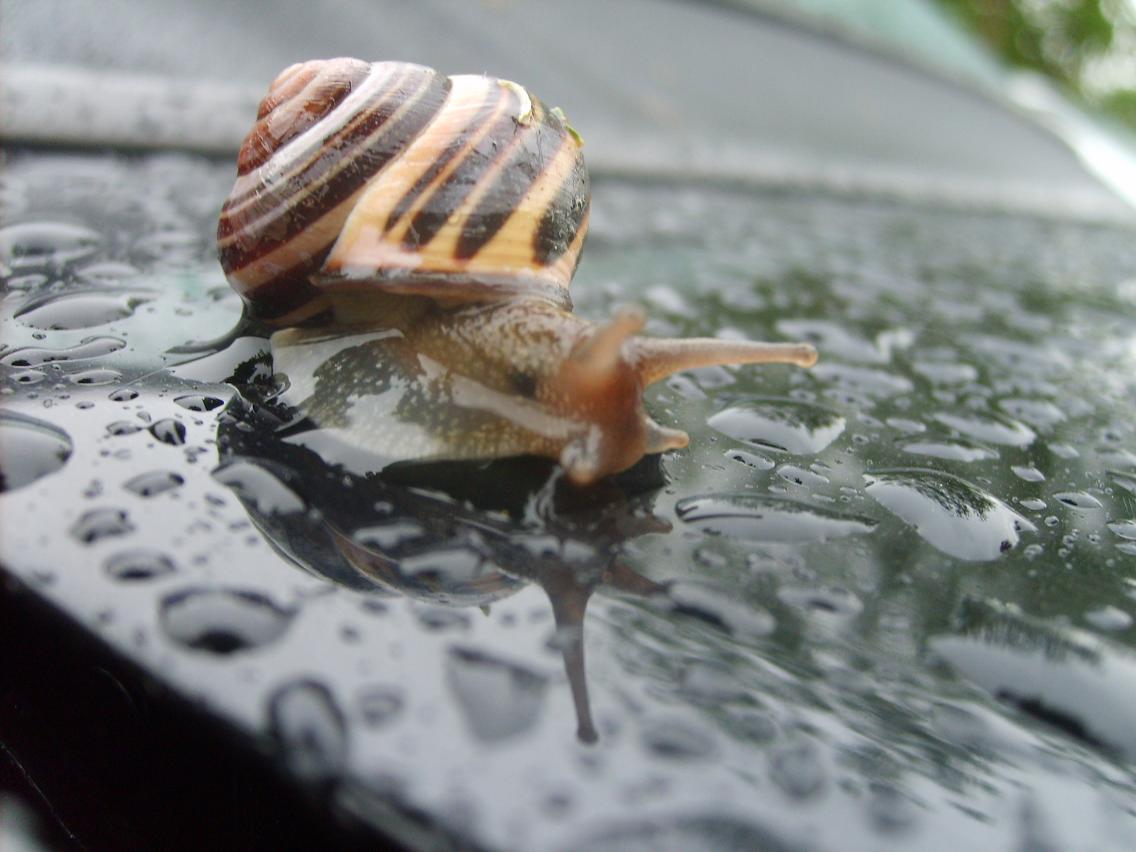 Schnecke 1.JPG