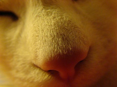 DSC00850 - Kopie.JPG