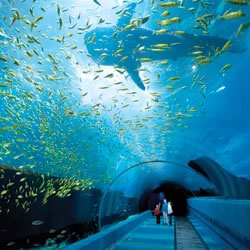 ga-aquarium-whale.jpg