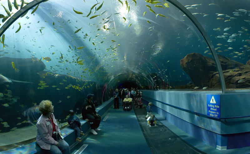 georgia aquarium.jpg