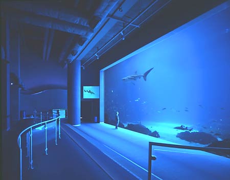 Georgia-Aquarium-Tank.jpg