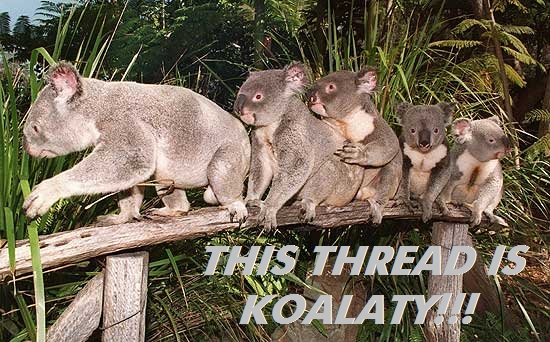 koalaty.jpg
