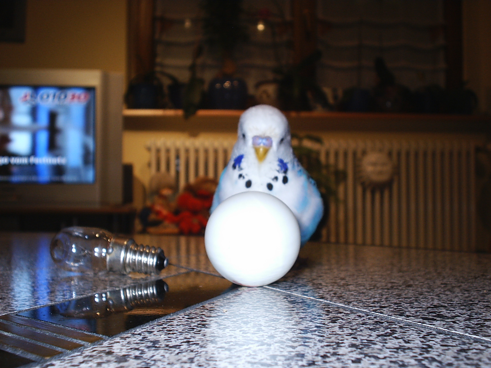 Speedy 015.jpg