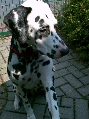 Bild 292.jpg