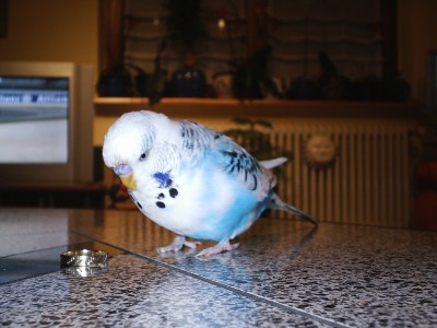 Speedy 003.jpg
