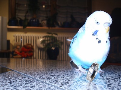 Speedy 004.jpg
