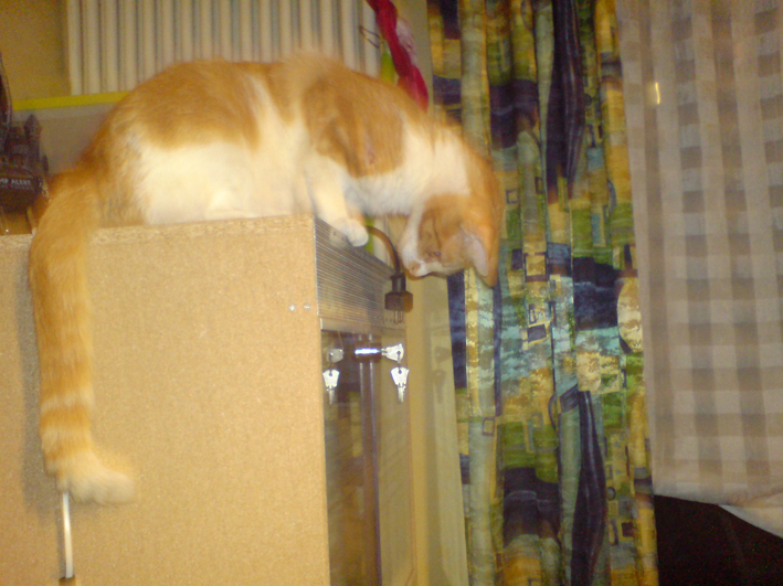 DSC00606.JPG