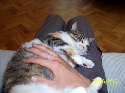müzekatze.JPG