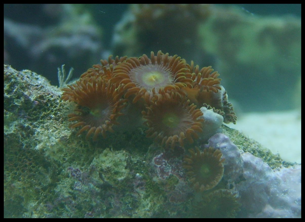 Krustenanemonen 1.jpg