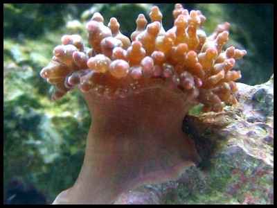 Aneomone1.jpg