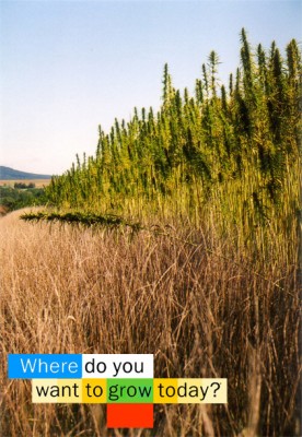 grow.jpg