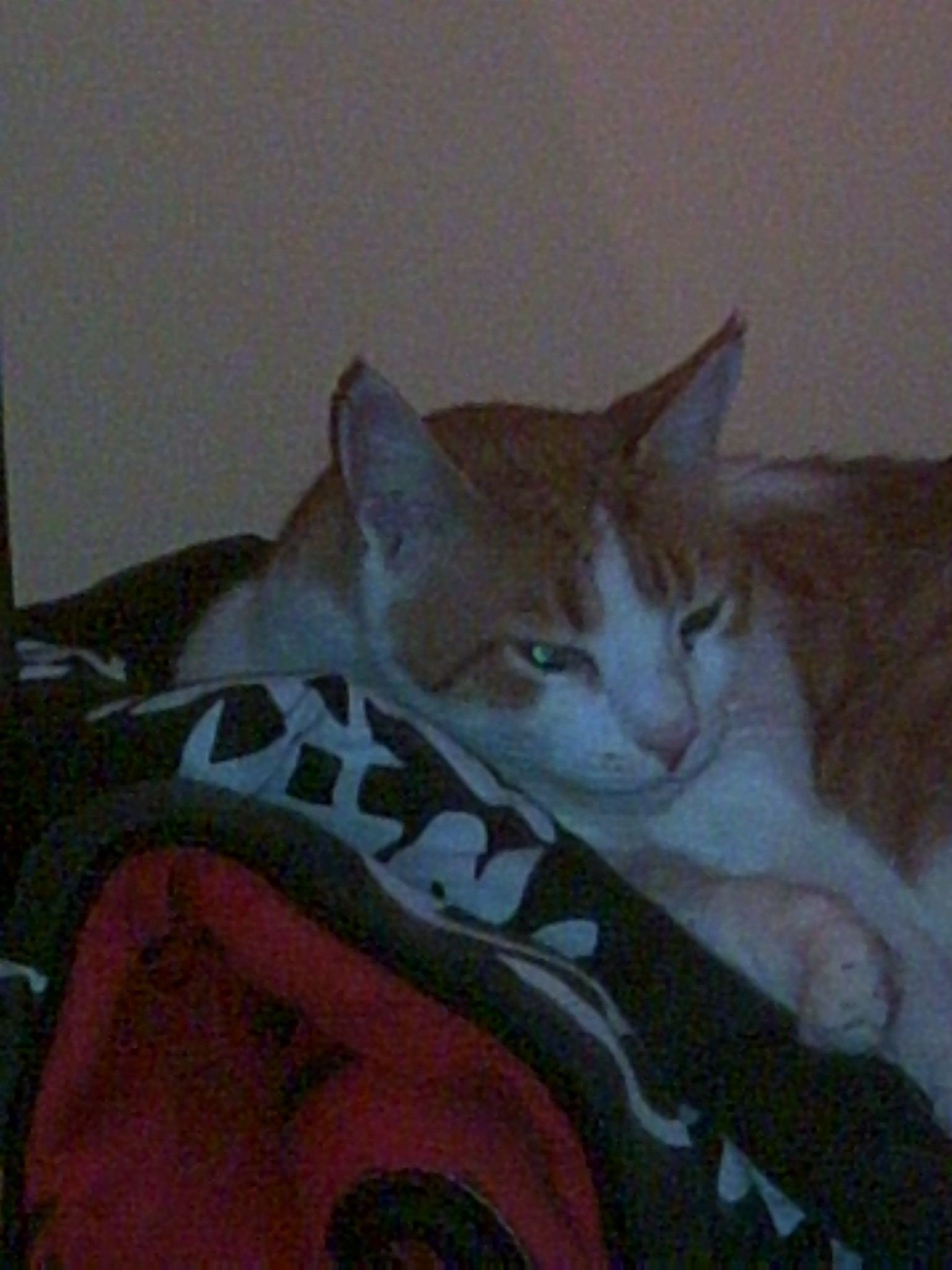 PICT0117.JPG