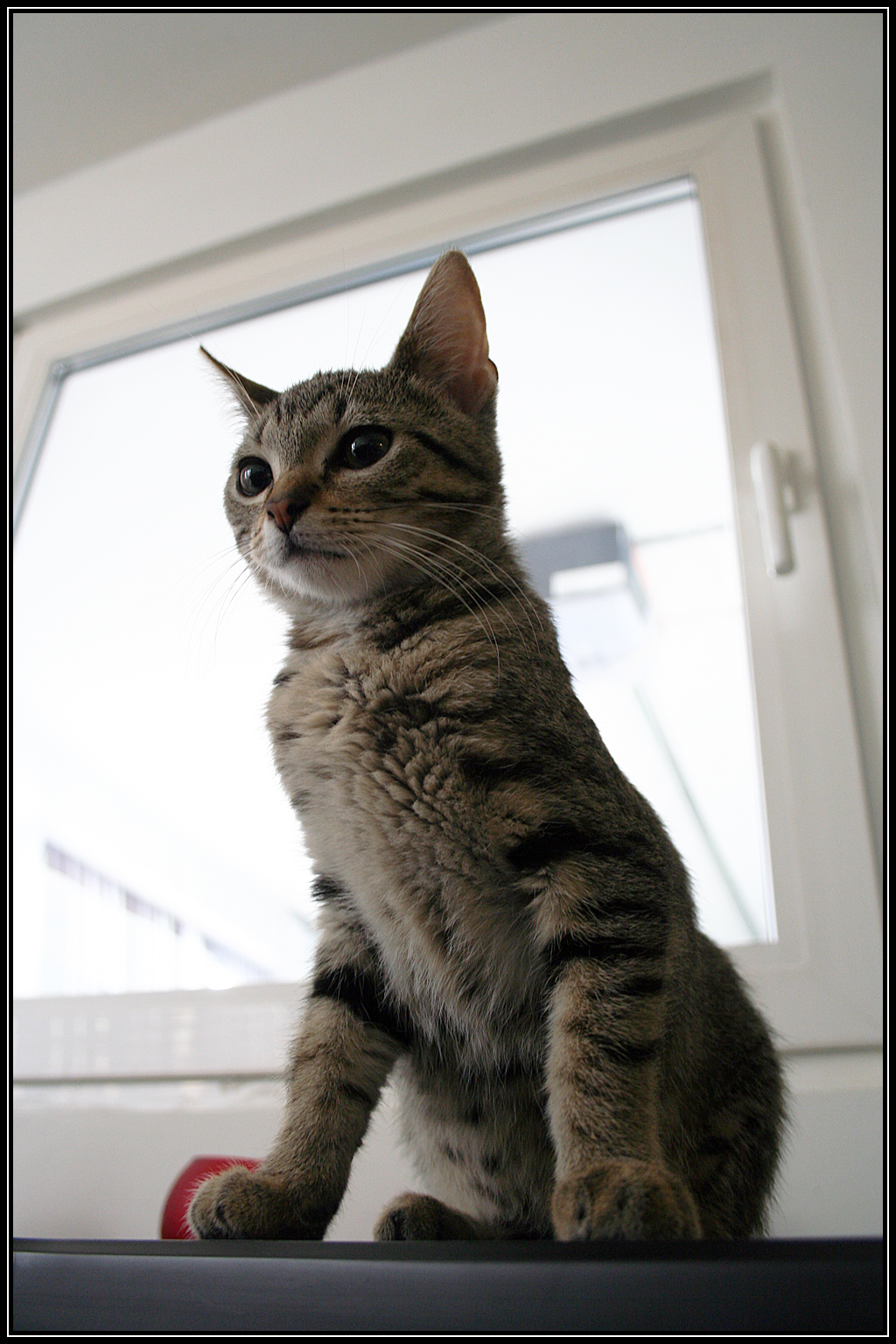 Pebbles_2.jpg