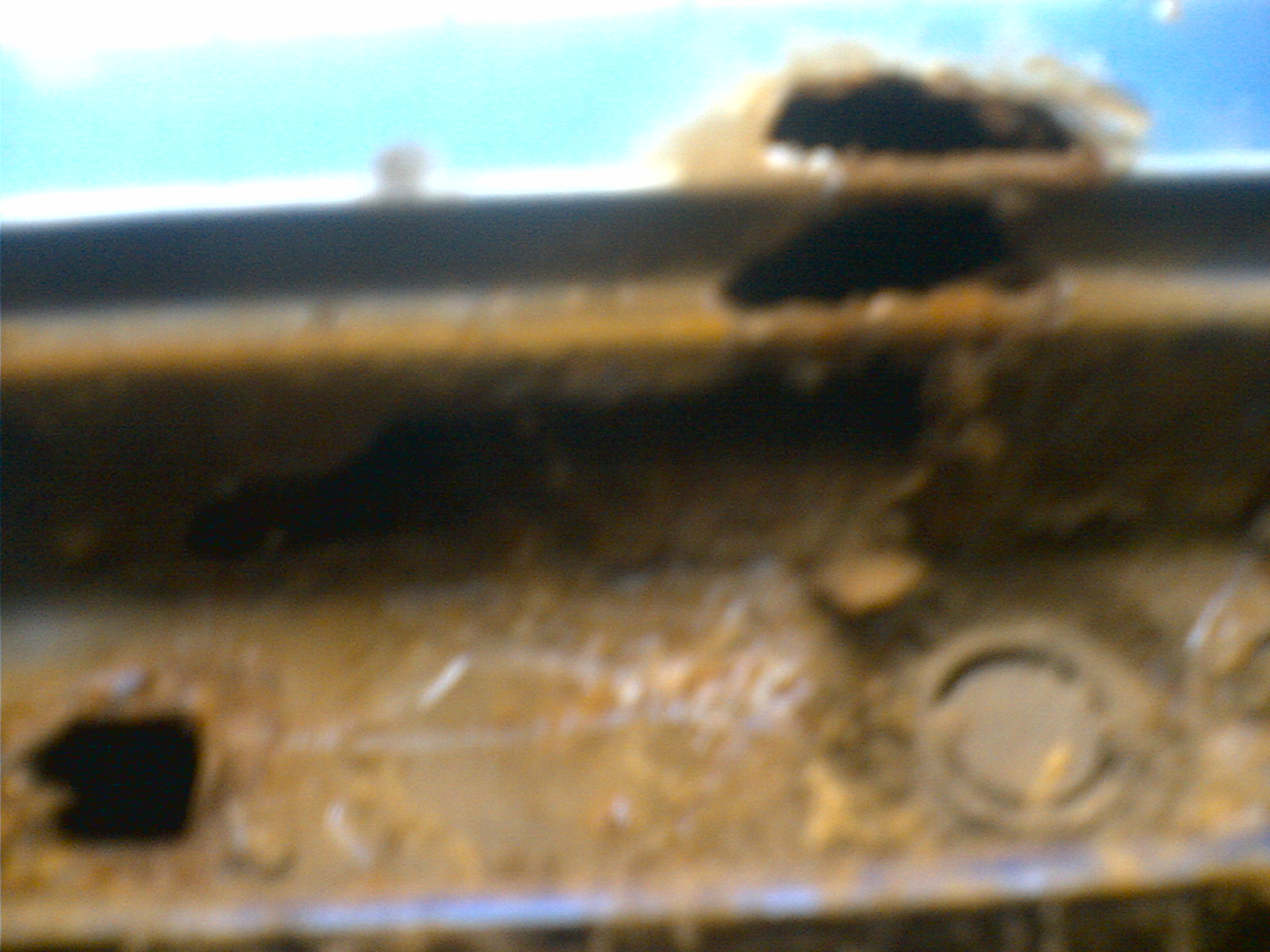 rost 1.jpg
