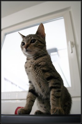 Pebbles_2.jpg