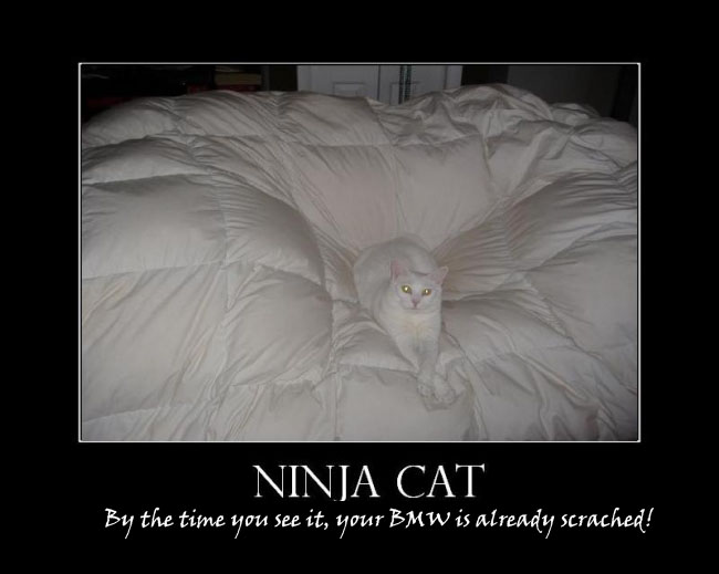 ninjacat Kopie.jpg