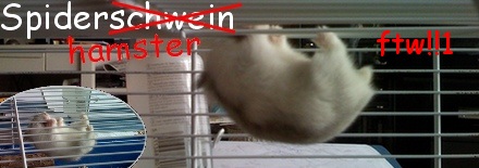 spiderhamster.jpg