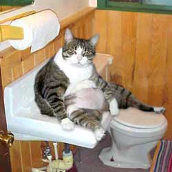 FETTCAT.jpg