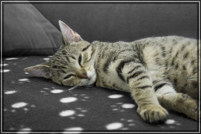 Pebbles_002.jpg