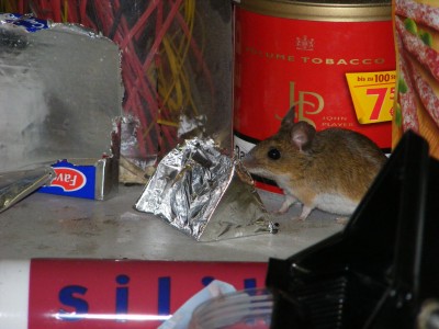 maus.JPG