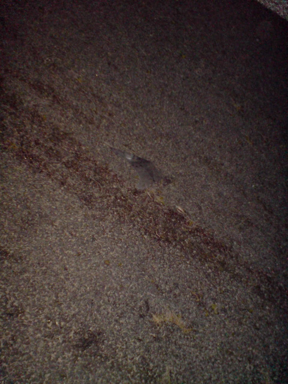 DSC00662.JPG