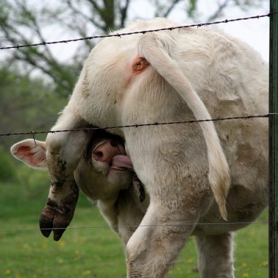 moo2.jpg