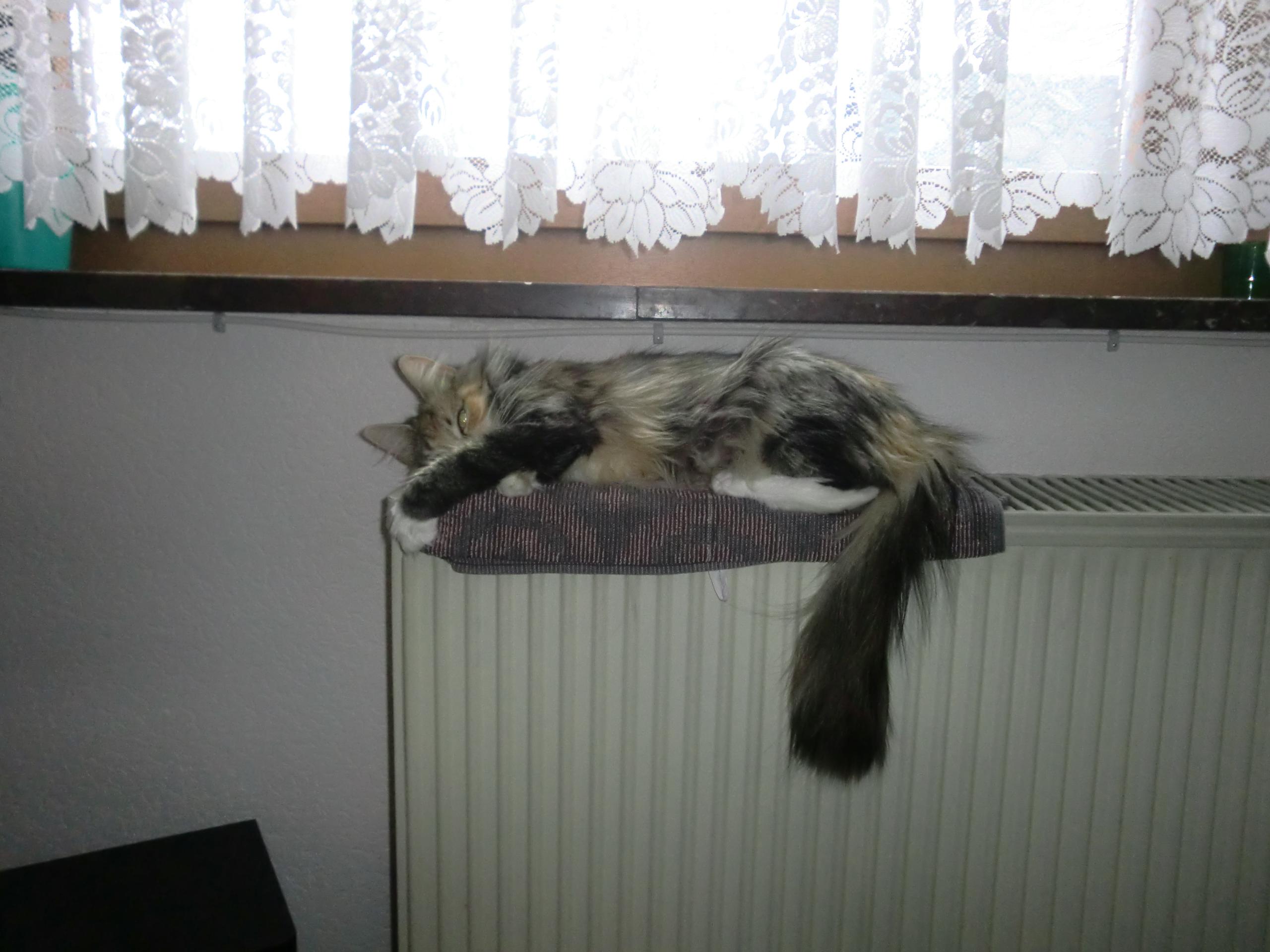 kamera bilder 192.JPG